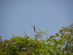 Sporophila telasco