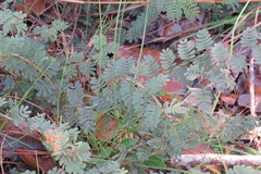 Chamaecrista lineata keyensis