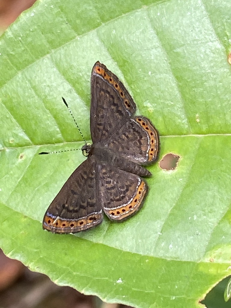 Dachetola azora