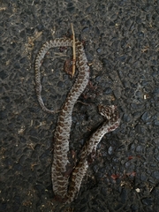 Senticolis triaspis intermedia