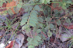 Chamaecrista lineata keyensis