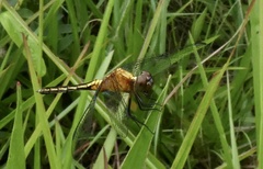 Erythrodiplax avittata
