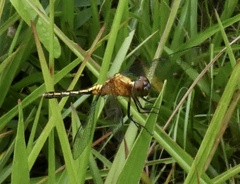 Erythrodiplax avittata