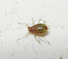 Myzus persicae
