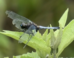 Erythrodiplax avittata
