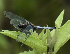 Erythrodiplax avittata
