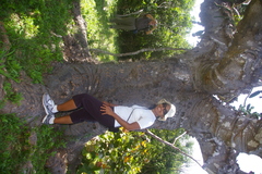 Dendrocereus nudiflorus