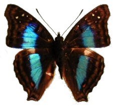 Doxocopa laurentia cherubina