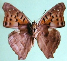 Doxocopa laurentia cherubina