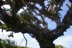Dendrocereus nudiflorus