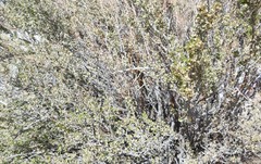 Ribes leptanthum