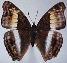 Doxocopa laurentia cherubina