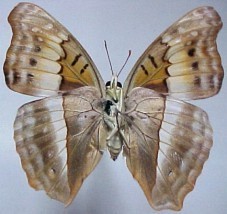 Doxocopa laurentia cherubina