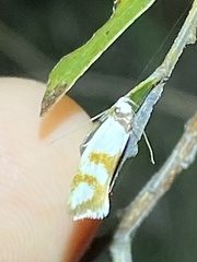 Antipterna trilicella