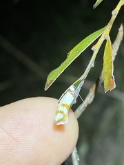 Antipterna trilicella