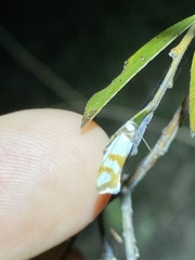 Antipterna trilicella