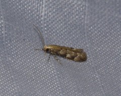 Coleotechnites coniferella