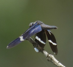Zenithoptera lanei