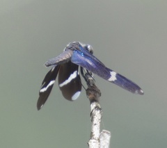 Zenithoptera lanei