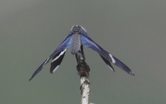 Zenithoptera lanei