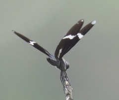 Zenithoptera lanei