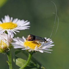 Nemophora fasciella
