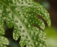 Tectaria subtriphylla