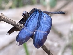 Zenithoptera lanei
