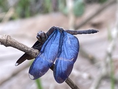 Zenithoptera lanei