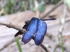 Zenithoptera lanei