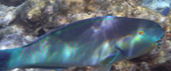 Chlorurus strongylocephalus