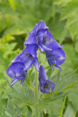 Aconitum maximum