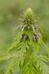 Pedicularis chamissonis