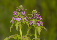 Pedicularis chamissonis