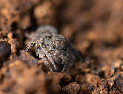 Hamataliwa grisea