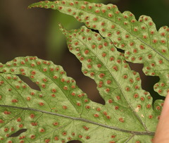 Tectaria subtriphylla