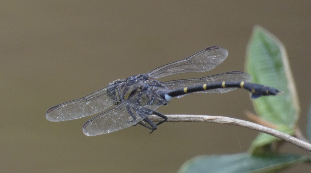 South American Tigertail