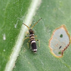 Entomobrya superba
