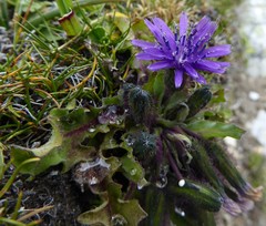 Melanoseris qinghaica