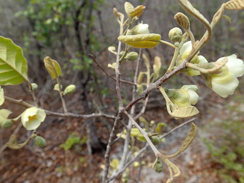 Perrierodendron image