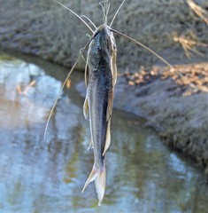 Pimelodus albicans