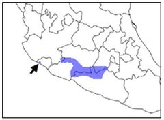 Notocitellus adocetus