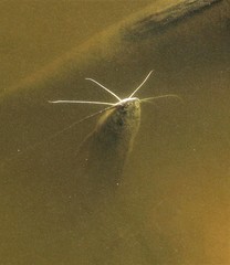 Pimelodus albicans