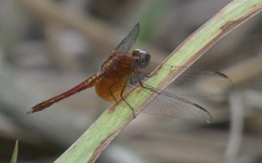 Erythrodiplax ochracea