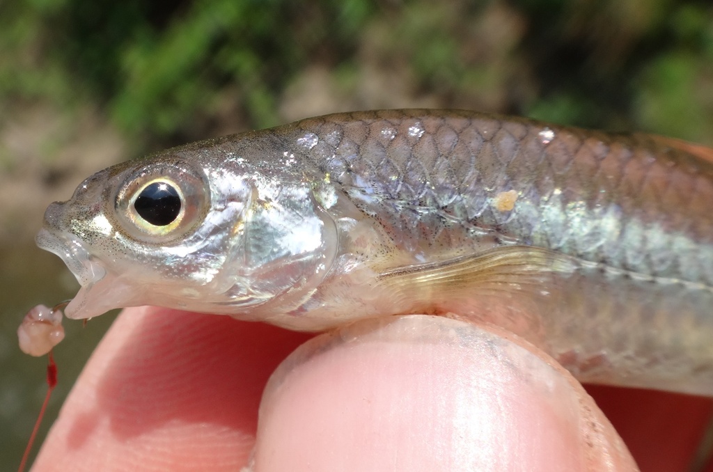 Sand Shiner (Wildlife of John Martin Reservoir State Park) · iNaturalist