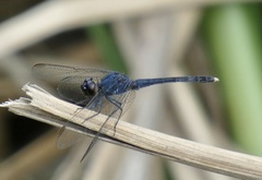 Erythrodiplax juliana