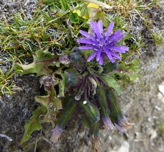 Melanoseris qinghaica