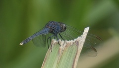 Erythrodiplax juliana