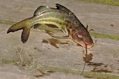 Pimelodus maculatus