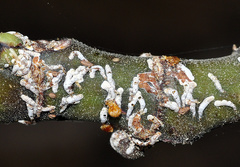 Lepidosaphes conchiformis